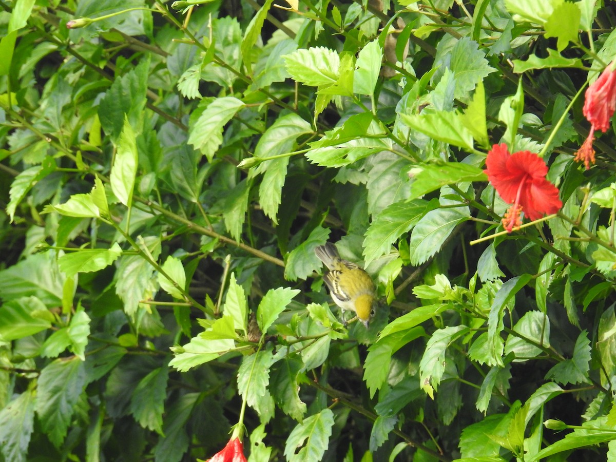 Chestnut-sided Warbler - ML644589190