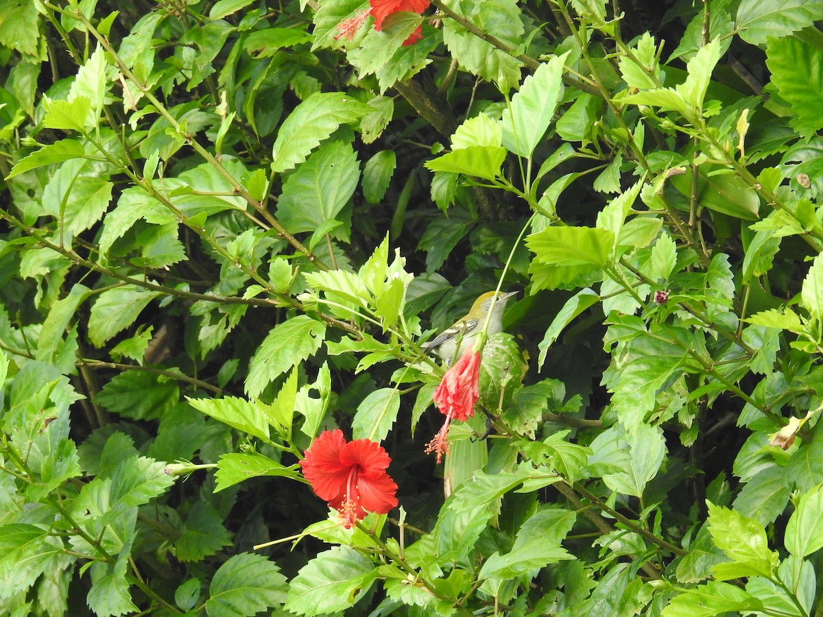Chestnut-sided Warbler - ML644589191