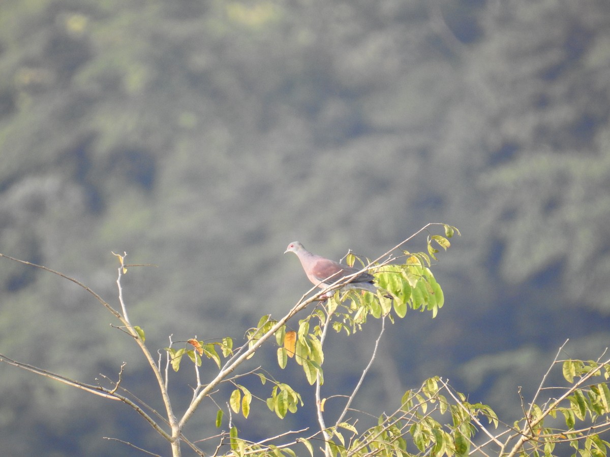 Paloma Colorada - ML644589192