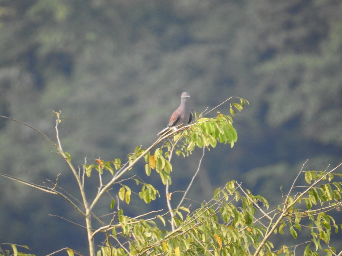 Paloma Colorada - ML644589193