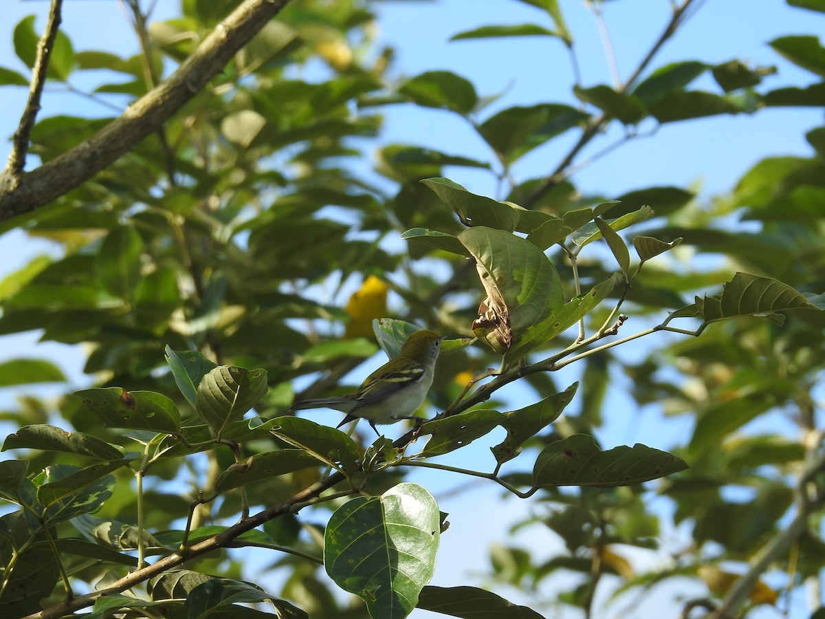 Chestnut-sided Warbler - ML644589194