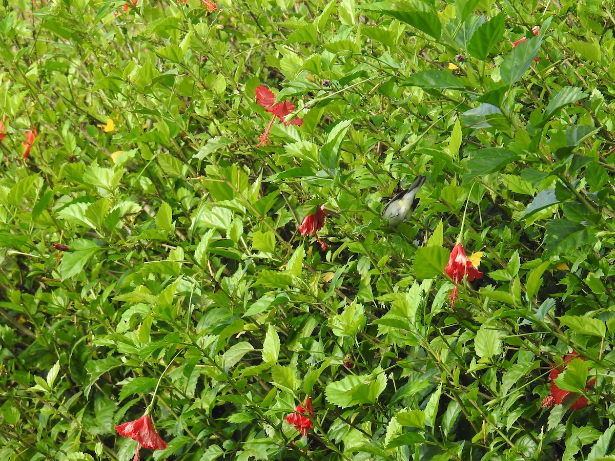 Chestnut-sided Warbler - ML644589195