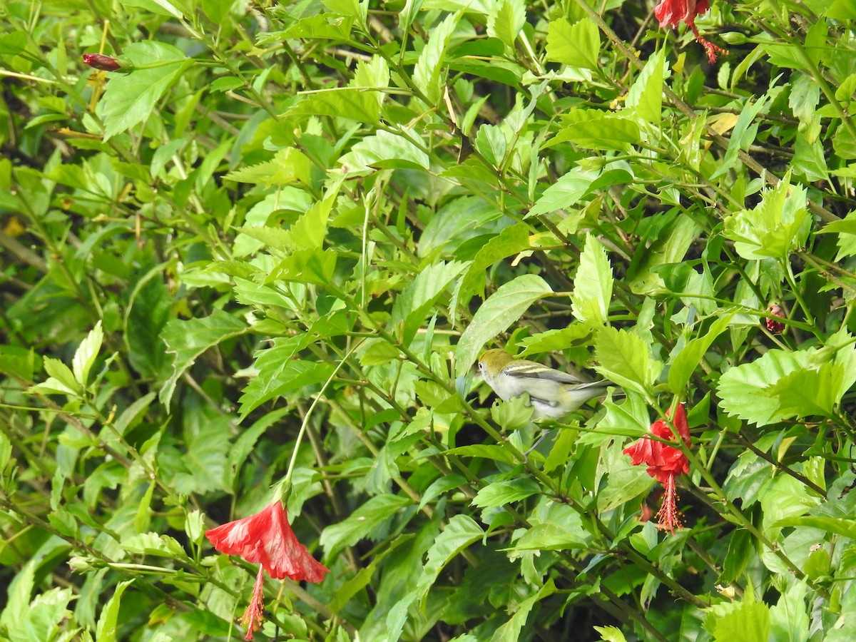 Chestnut-sided Warbler - ML644589196