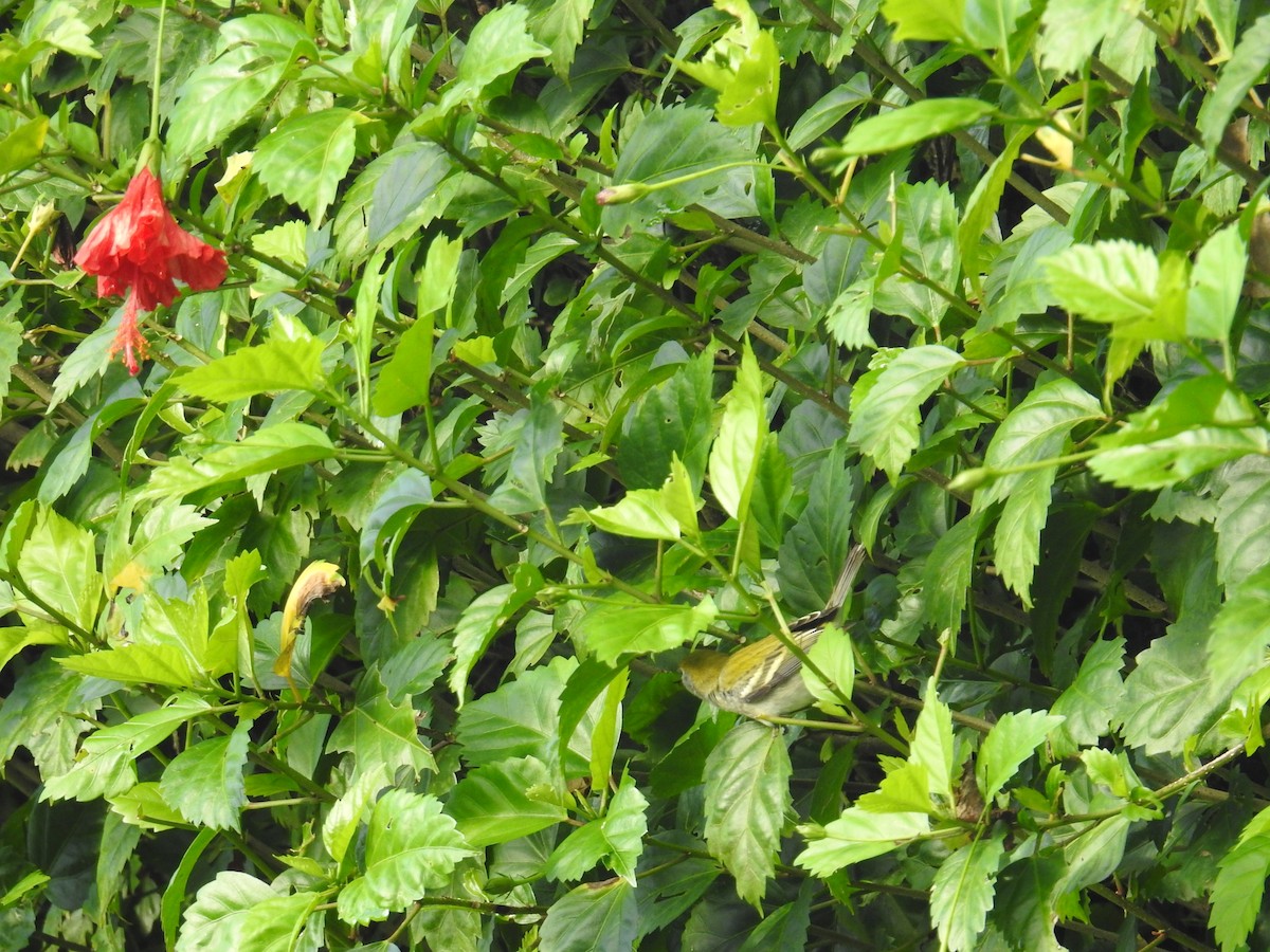 Chestnut-sided Warbler - ML644589197