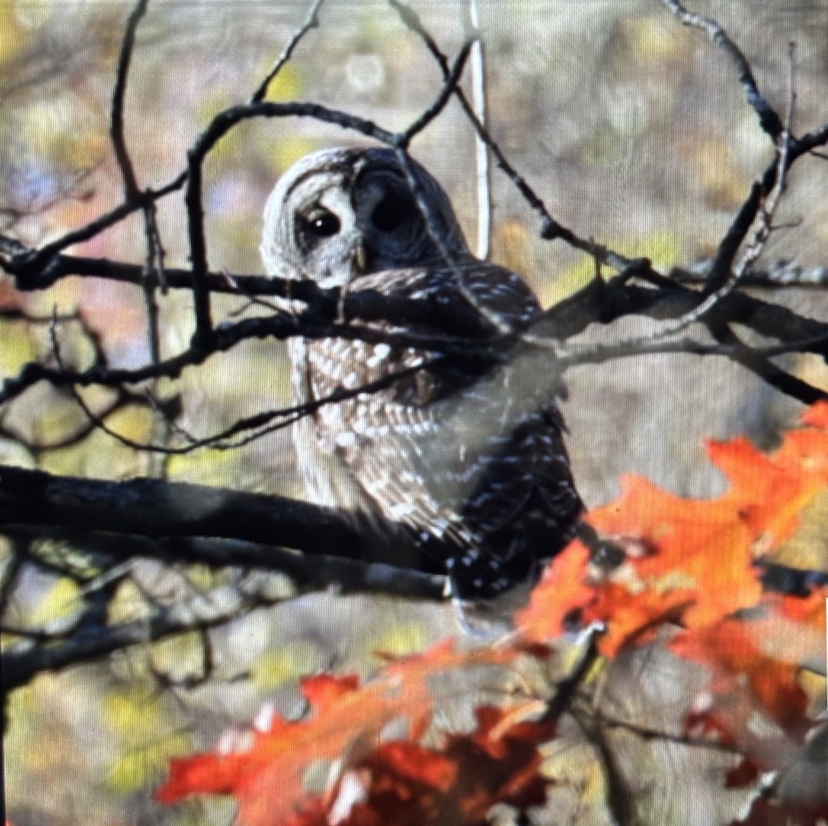 Barred Owl - ML644589210