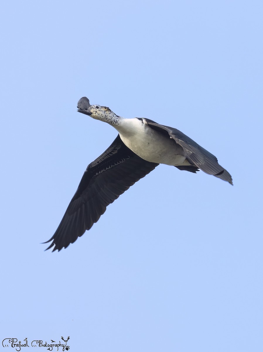 Knob-billed Duck - ML644589219