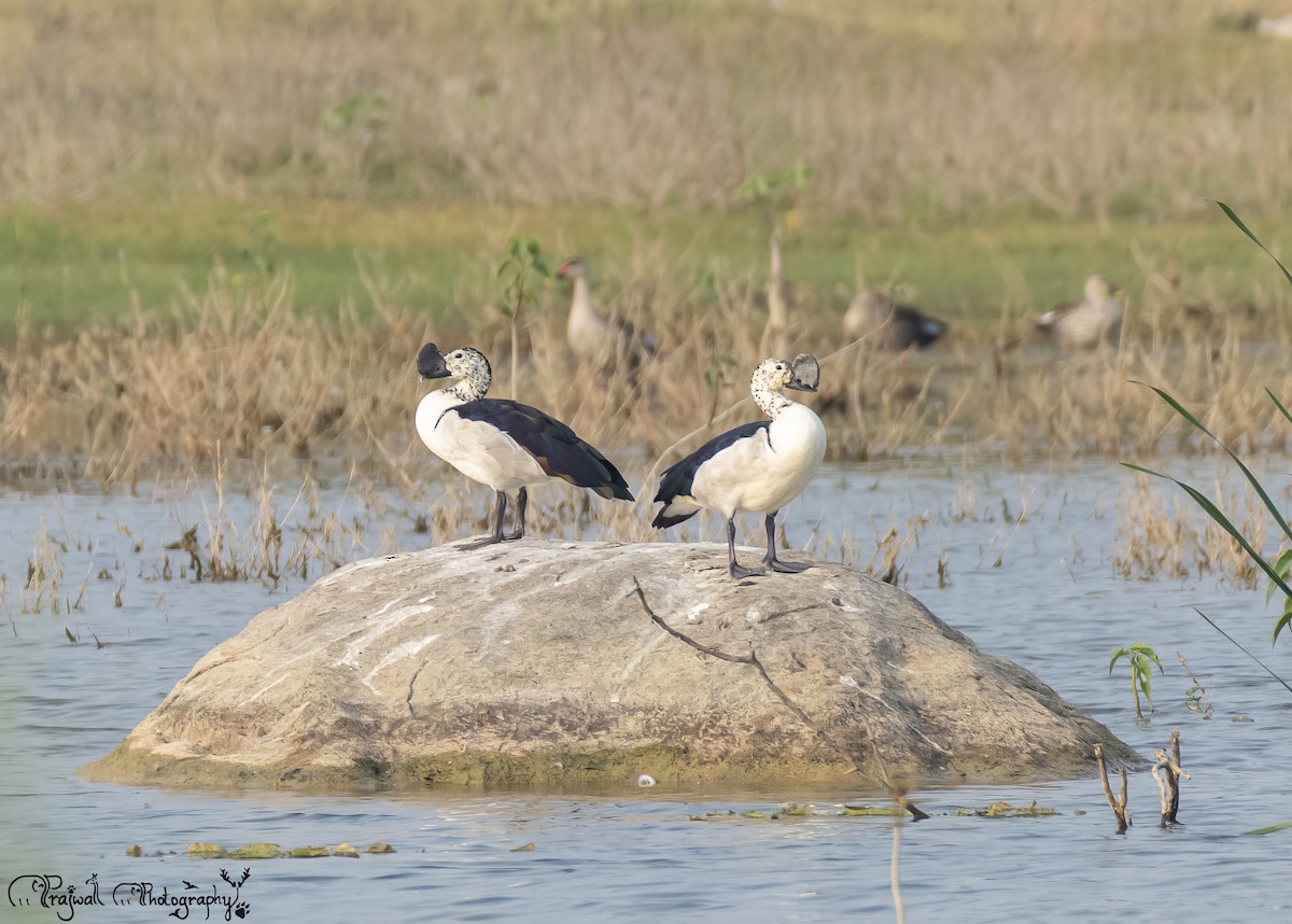 Knob-billed Duck - ML644589220