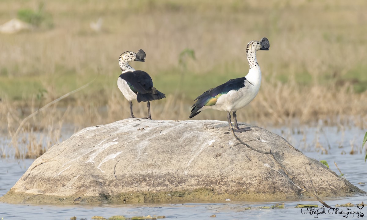 Knob-billed Duck - ML644589221