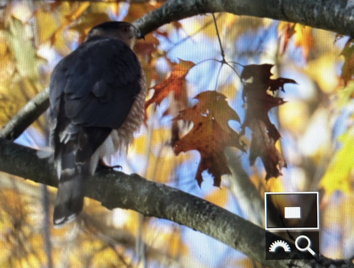 Cooper's Hawk - ML644589227