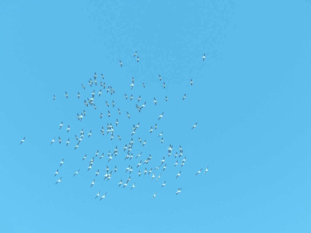 American White Pelican - ML644589239