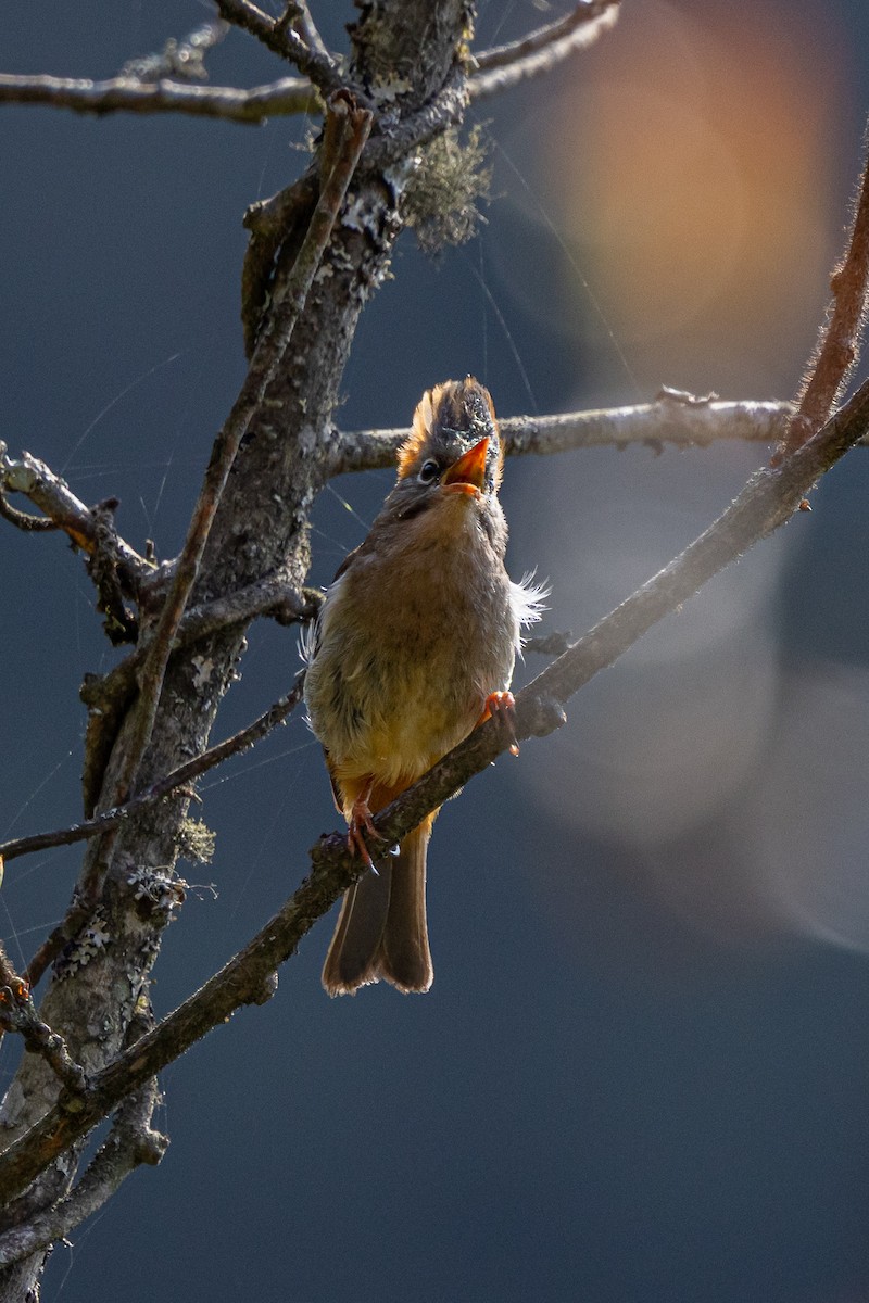 Rufous-vented Yuhina - ML644589240