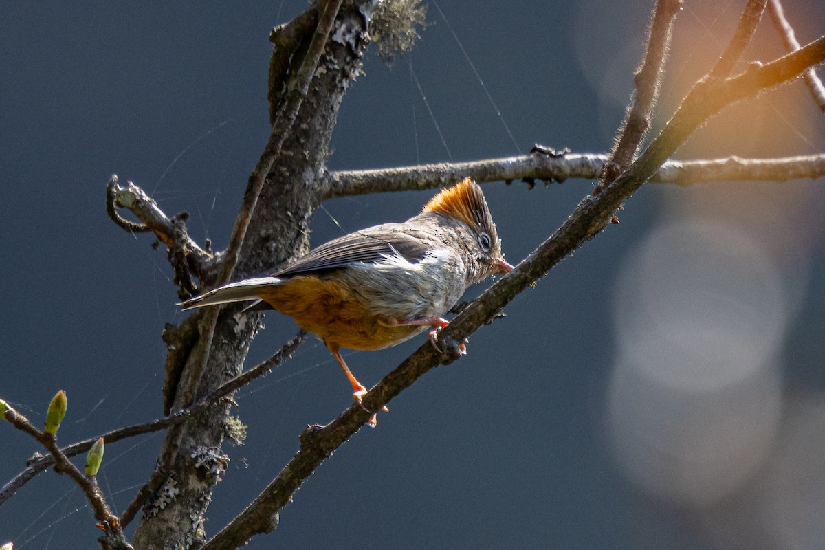Rufous-vented Yuhina - ML644589241