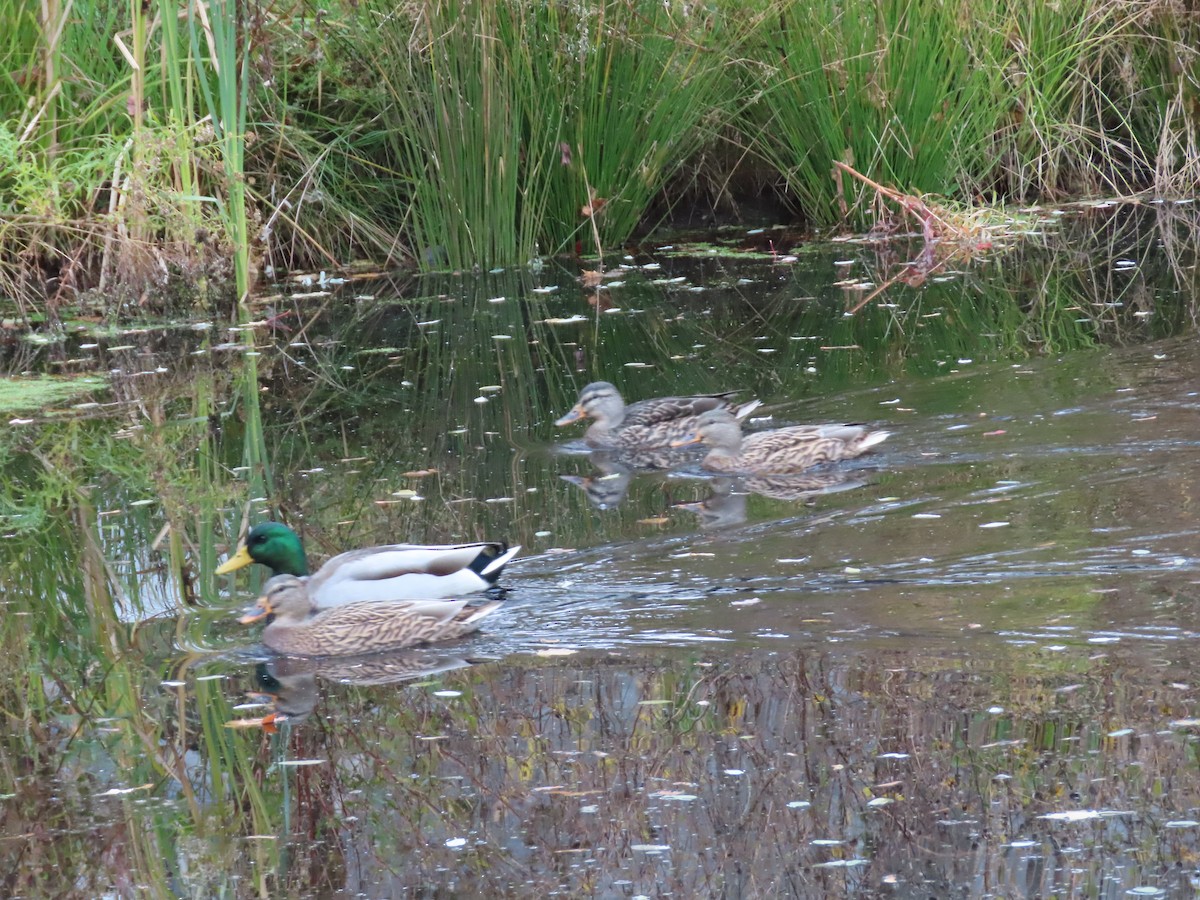 Зэрлэг нугас - ML644589242