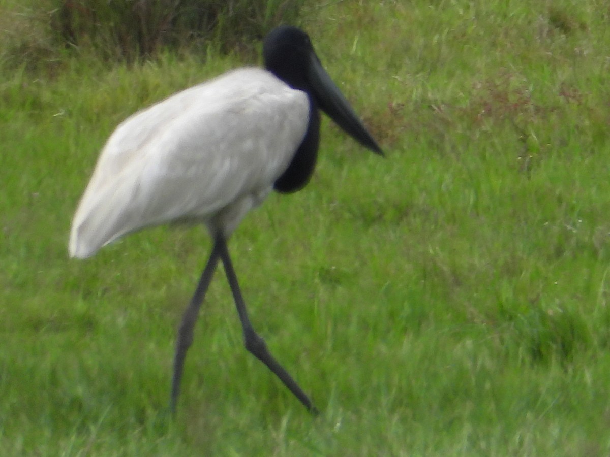 Jabiru - ML644589245