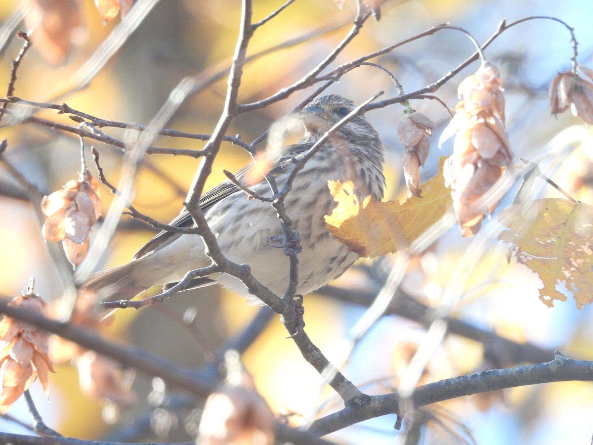 Purple Finch - ML644589246
