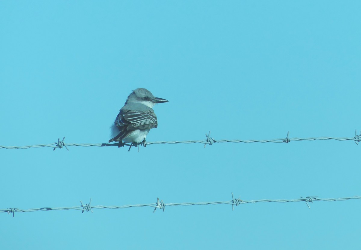 Gray Kingbird - ML644589247