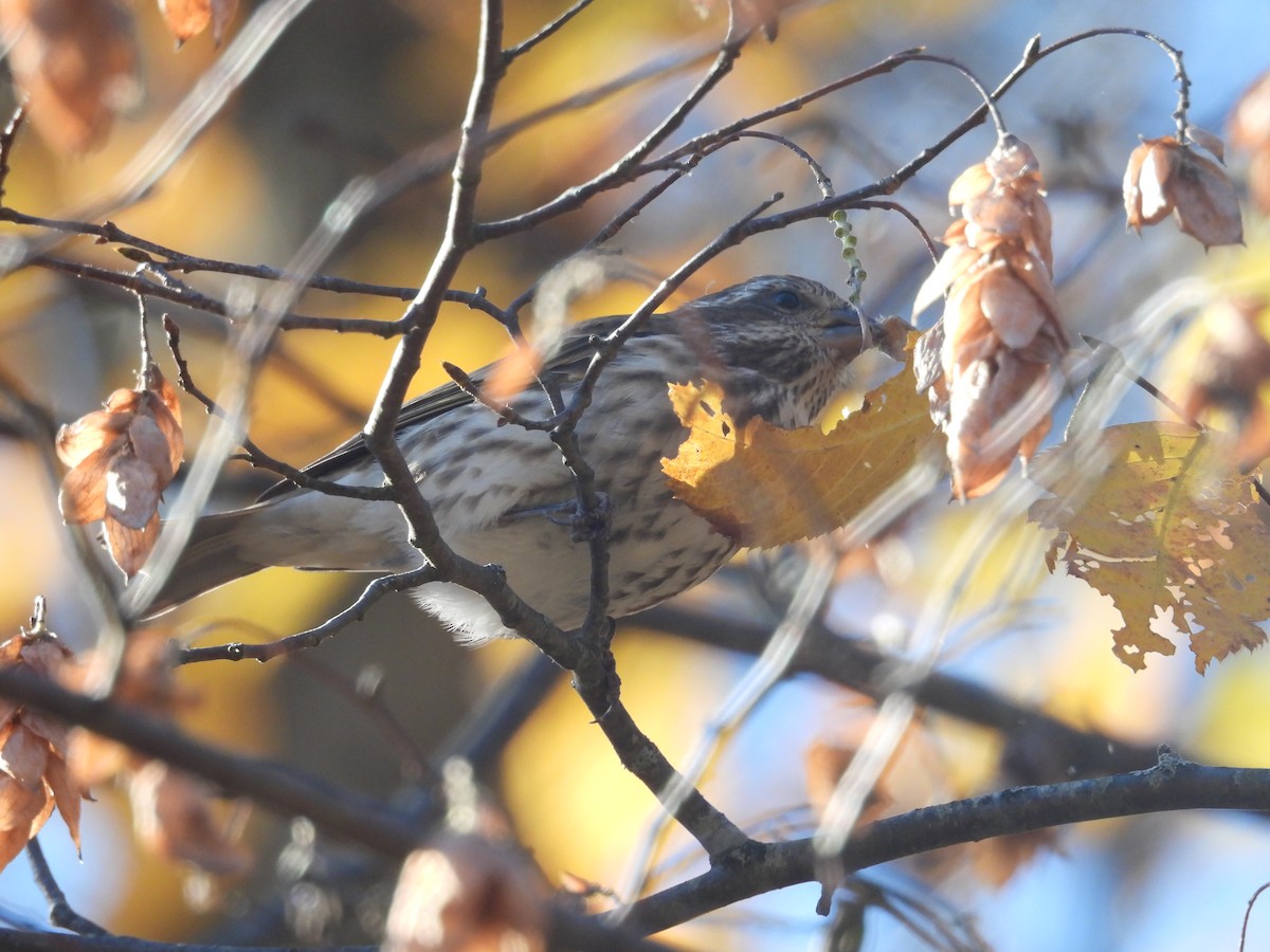 hýl nachový - ML644589269