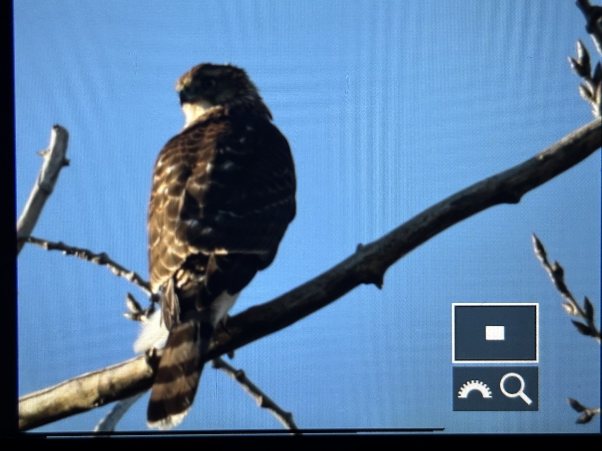 Cooper's Hawk - ML644589270