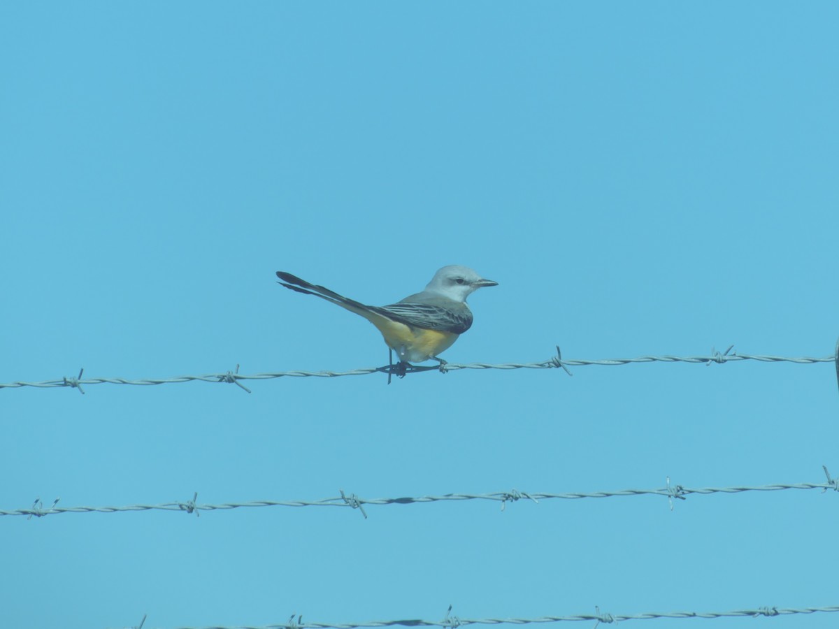 Scissor-tailed Flycatcher - ML644589271