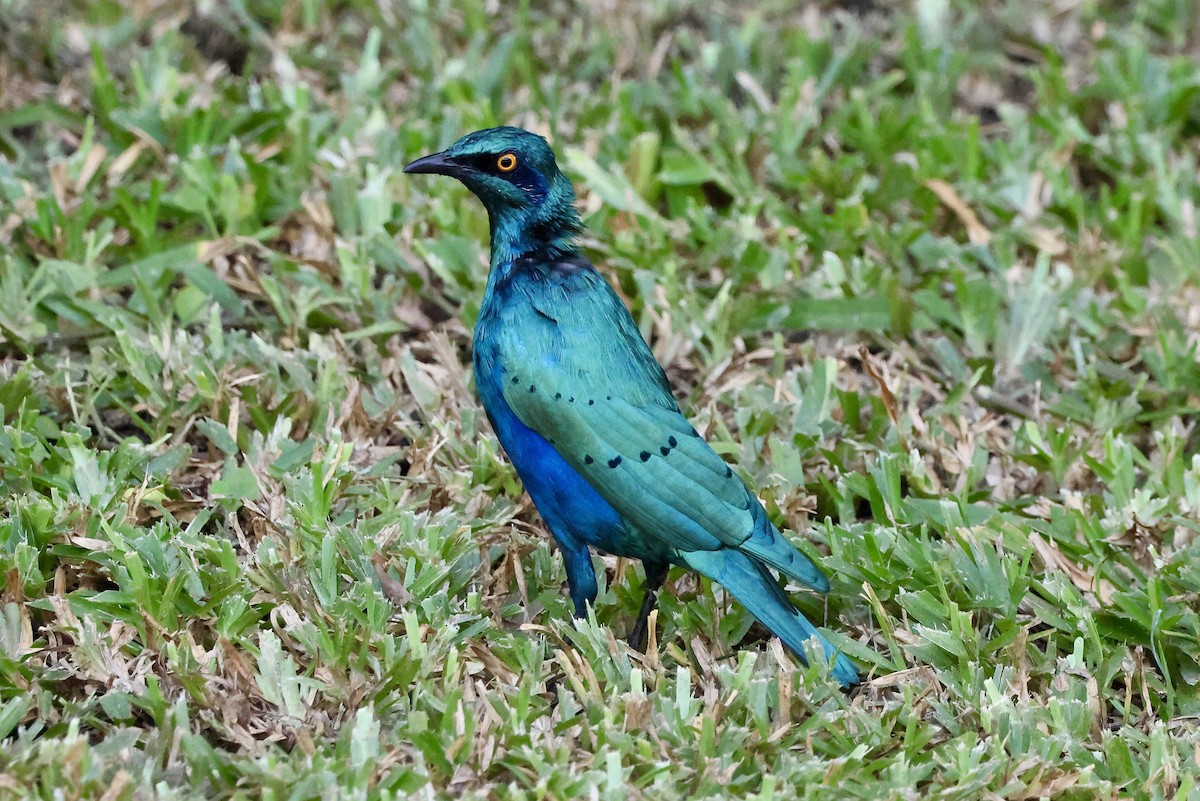 Greater Blue-eared Starling - ML644589272
