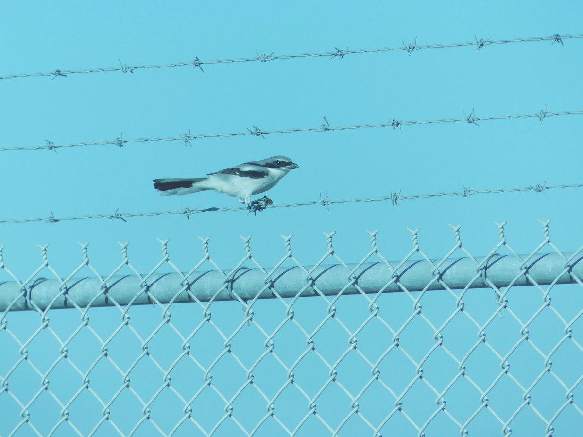 Loggerhead Shrike - ML644589279