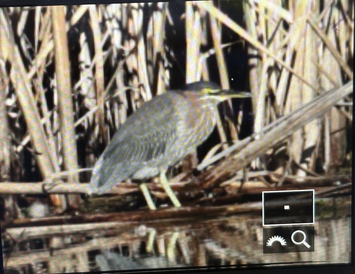 Green Heron - ML644589286