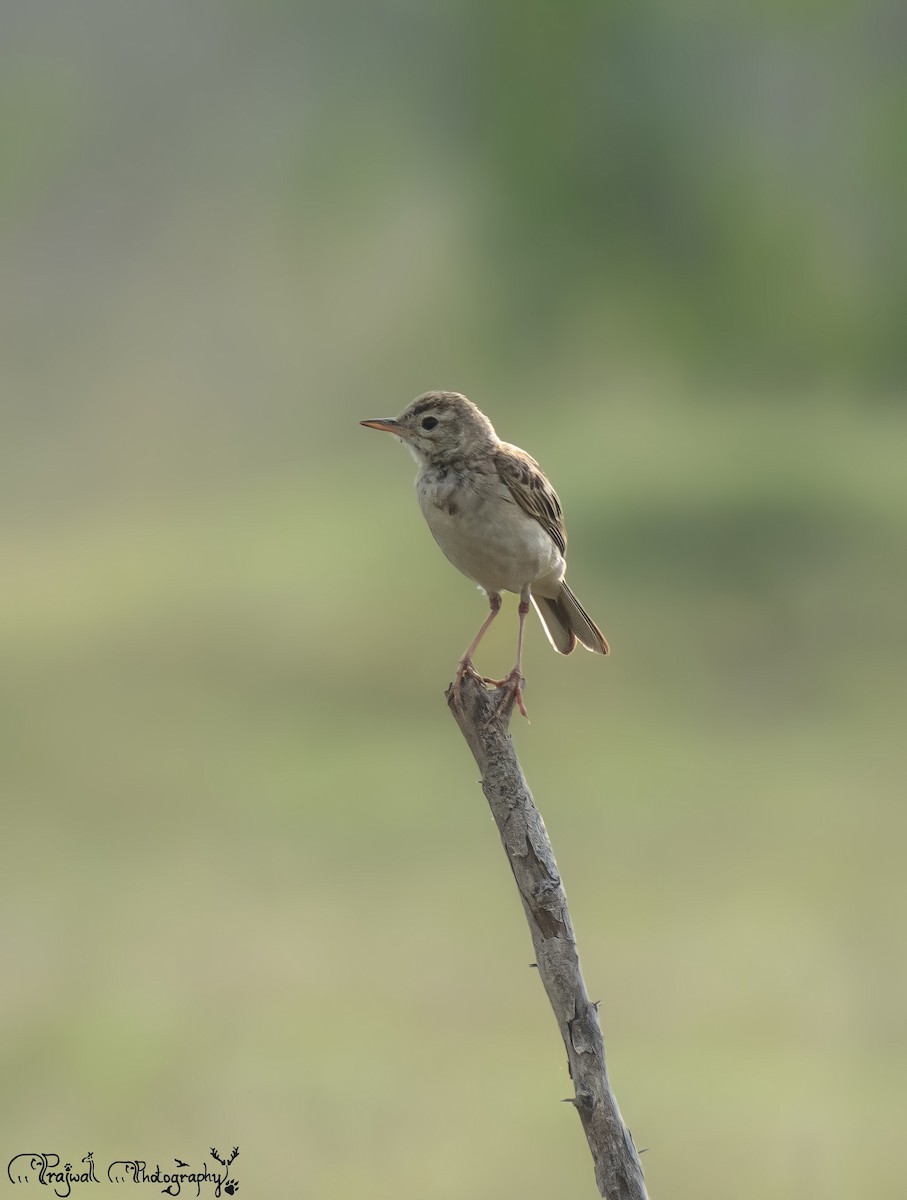 稻田鷚 - ML644589292