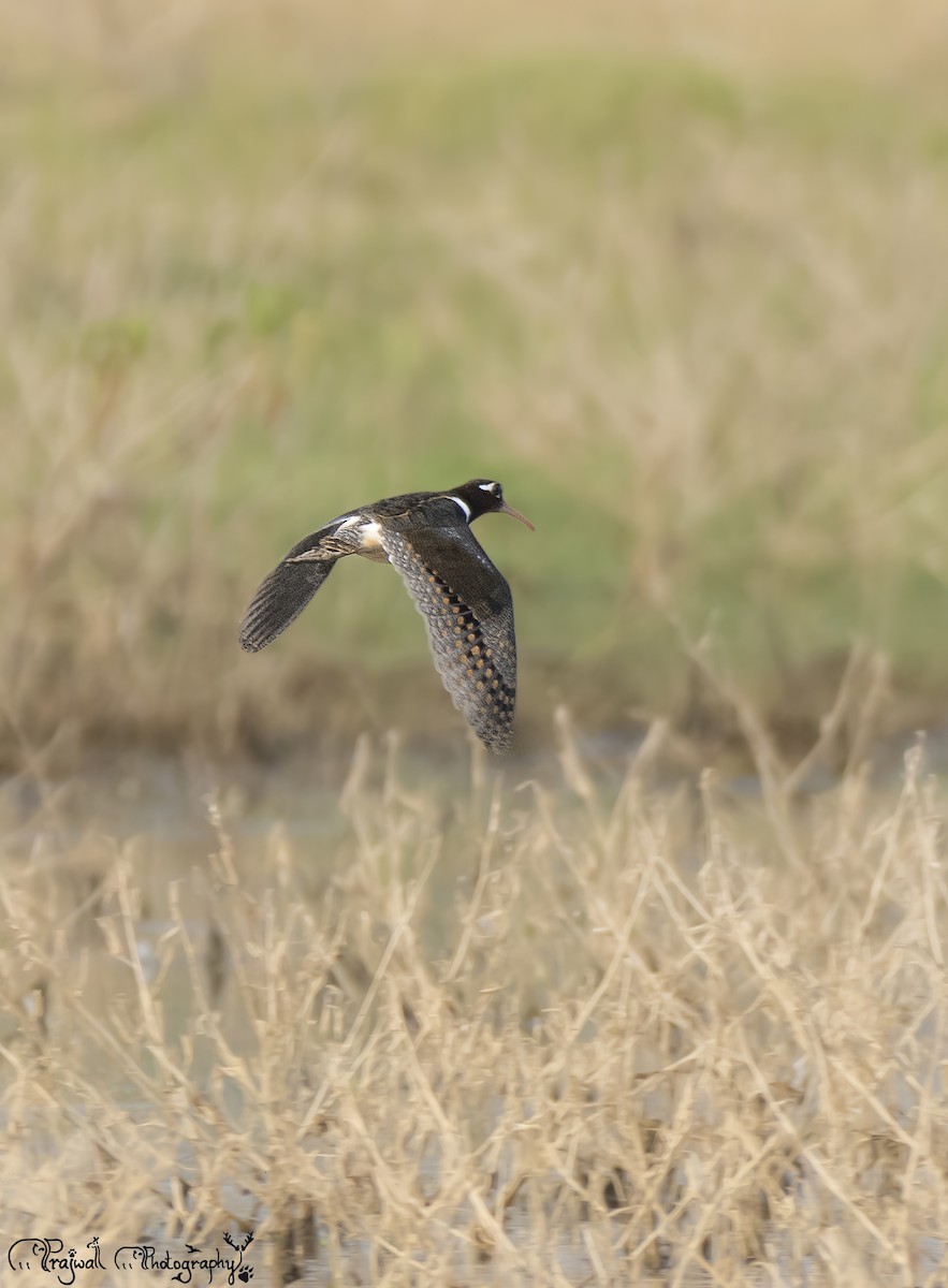 Өнгөт хараалжир - ML644589293