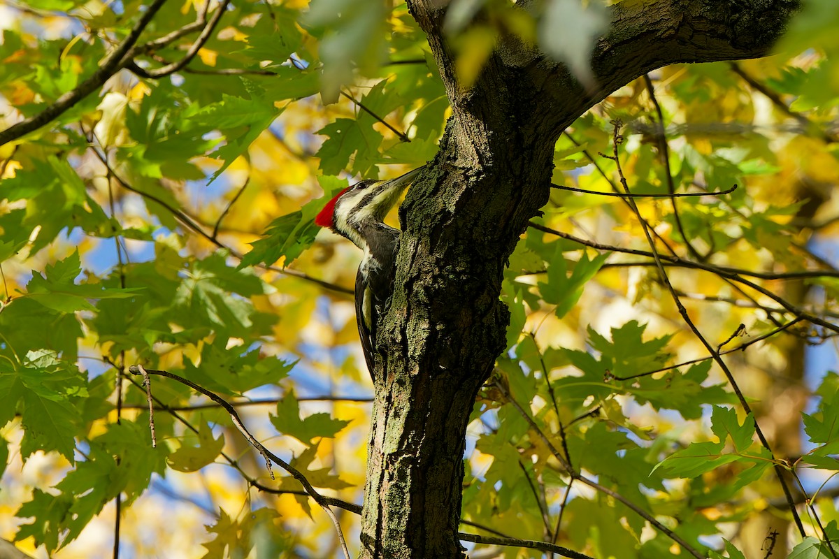 Pileated Woodpecker - ML644589294