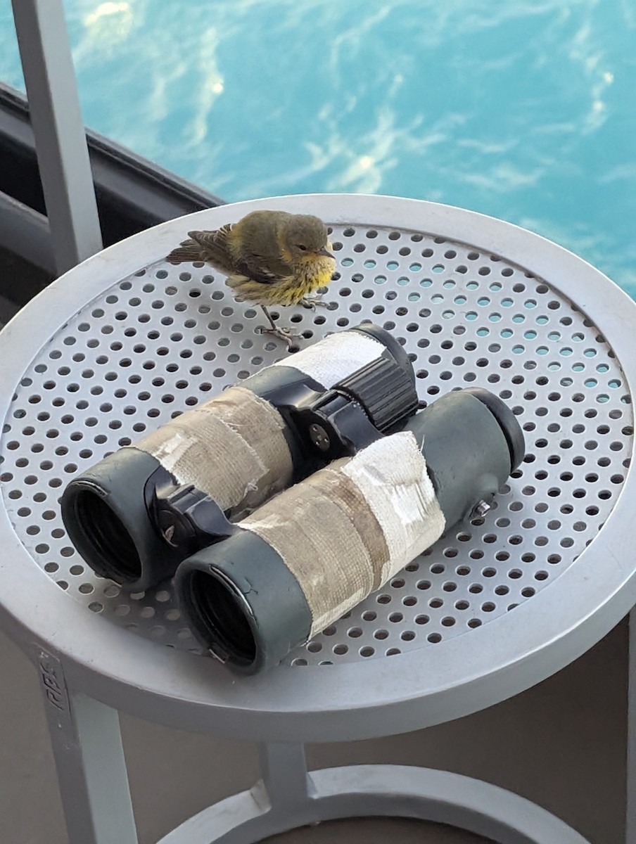 Paruline tigrée - ML644589303