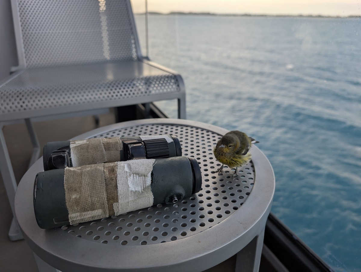 Paruline tigrée - ML644589304