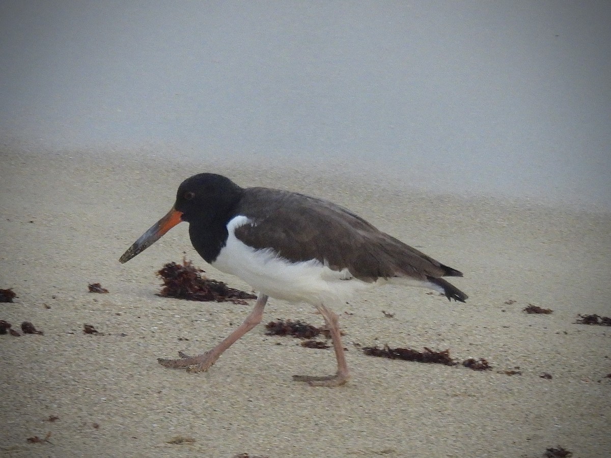 American Oystercatcher - ML644589307