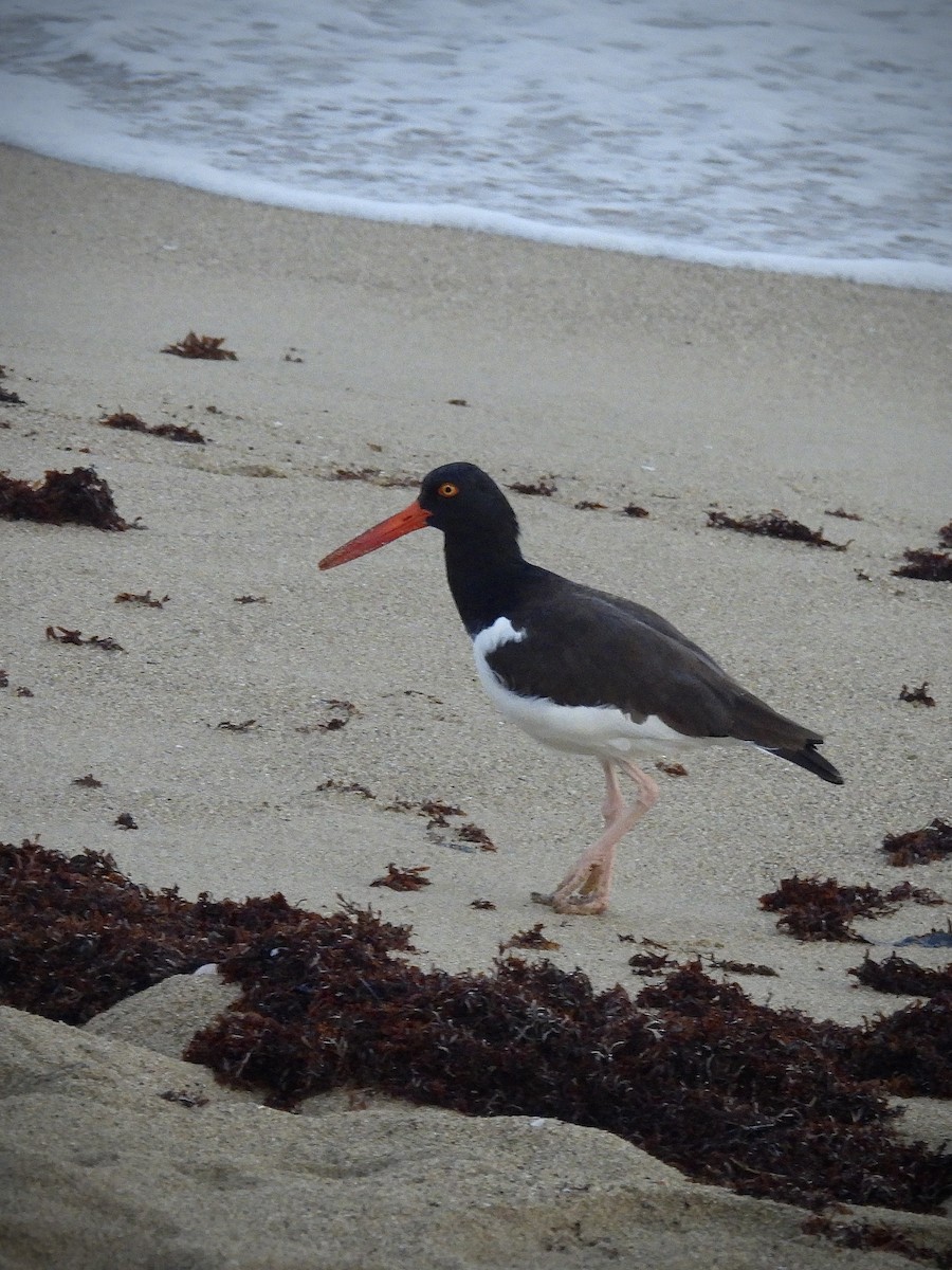 American Oystercatcher - ML644589308