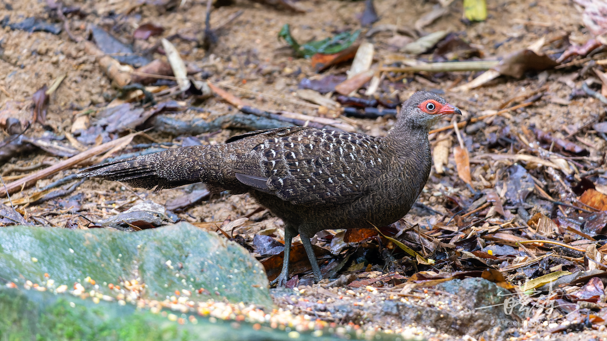 Hainan Peacock-Pheasant - ML644589309