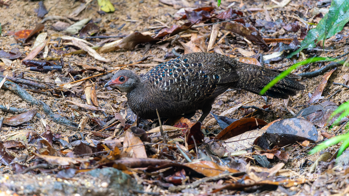 Hainan Peacock-Pheasant - ML644589310