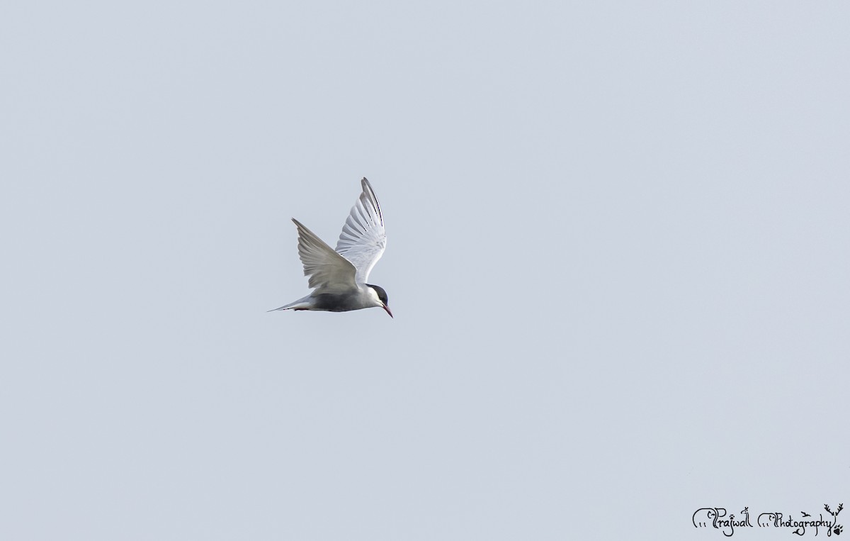 Цагаан шанаат хараалай - ML644589311