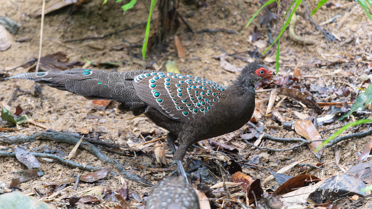 Hainan Peacock-Pheasant - ML644589312