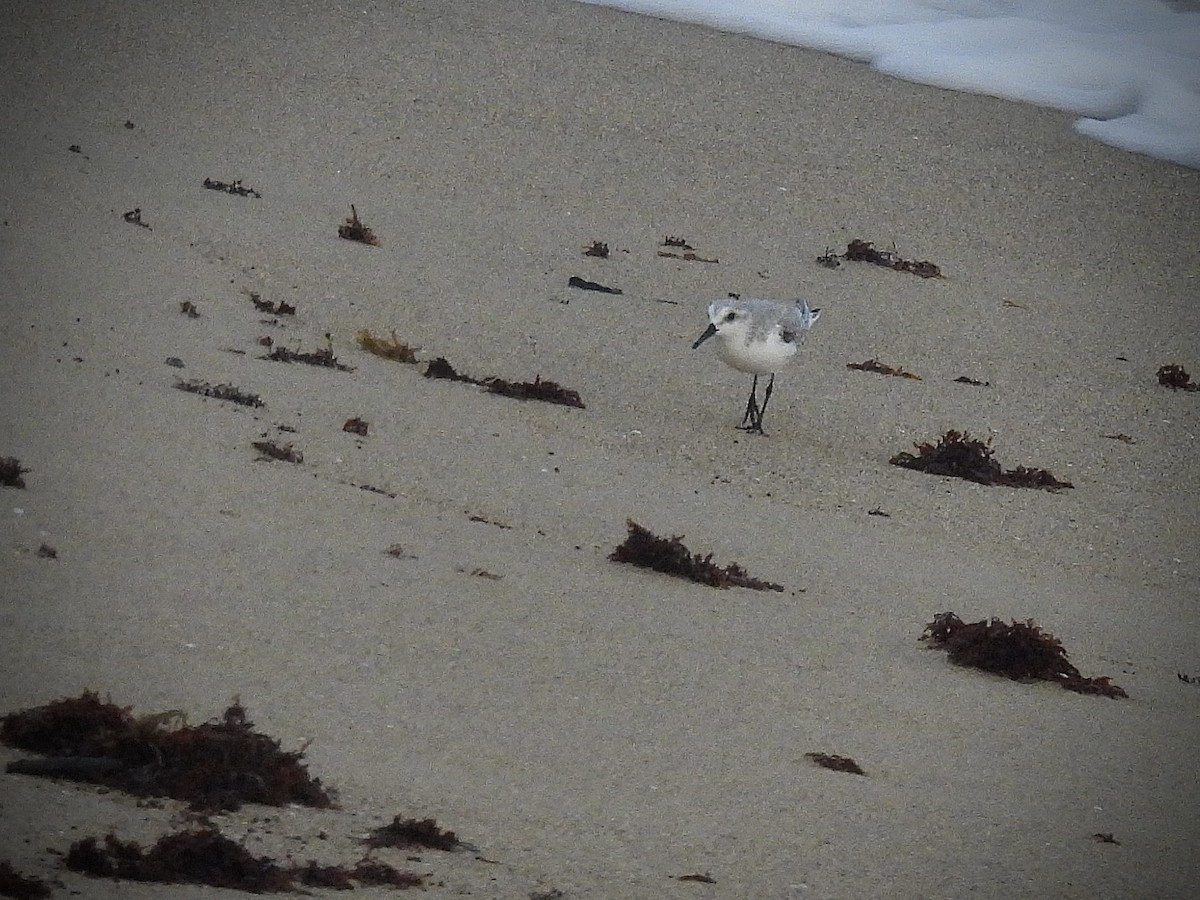 Sanderling - ML644589314