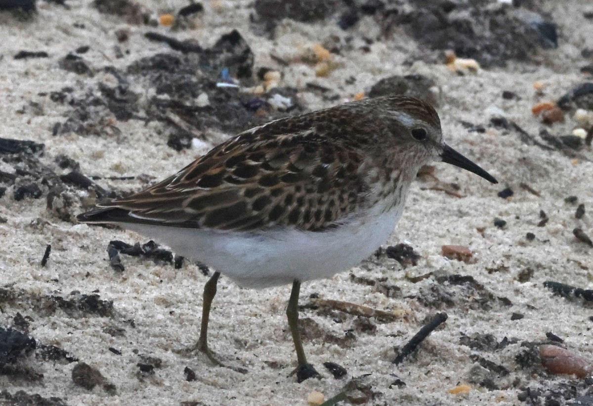 pygmésnipe - ML644589320