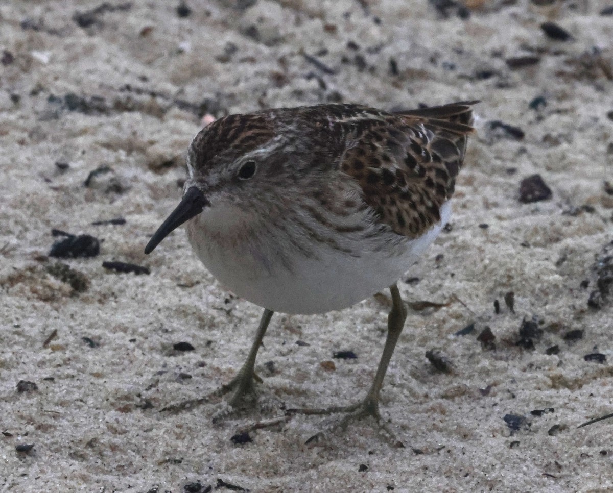 pygmésnipe - ML644589322