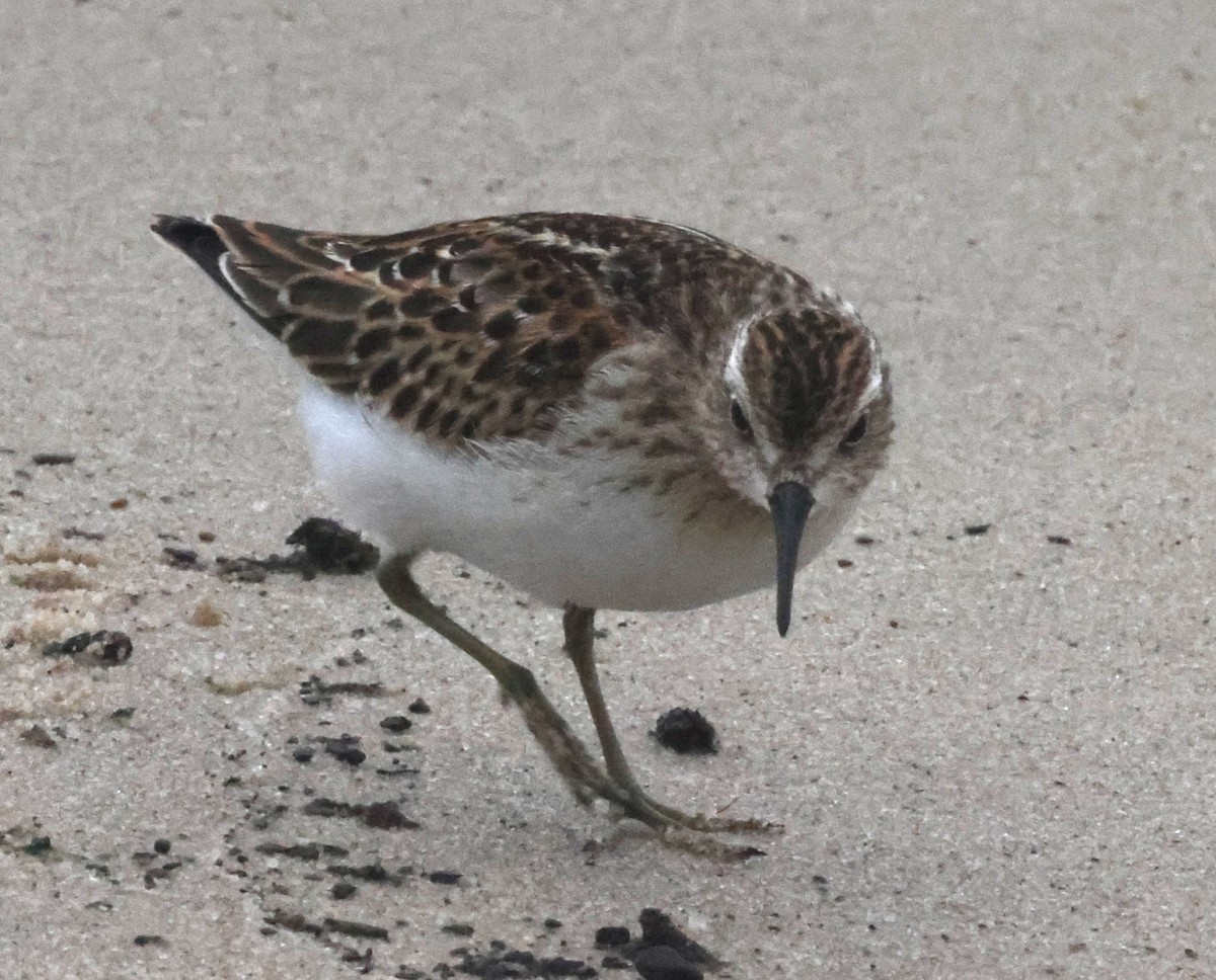 pygmésnipe - ML644589323