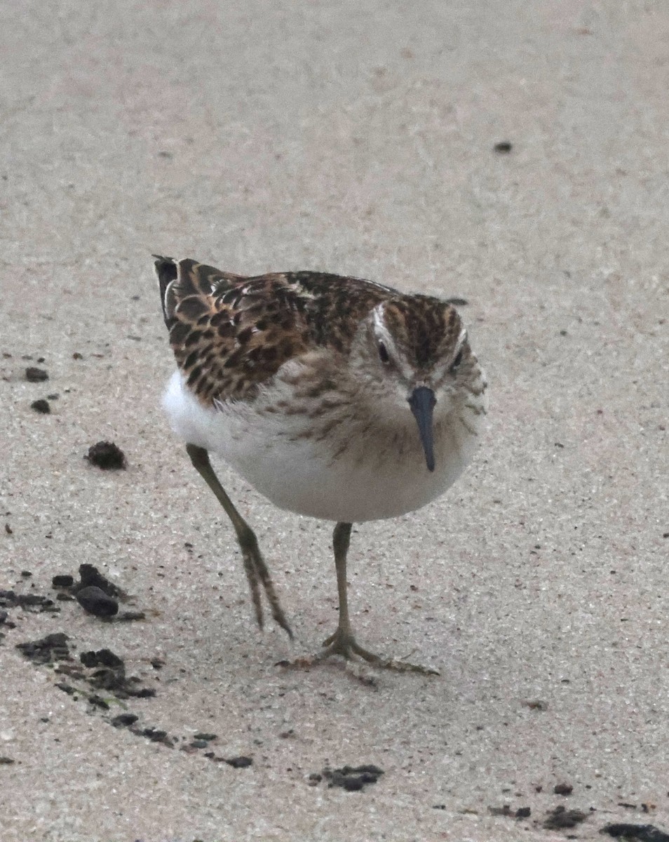 pygmésnipe - ML644589325
