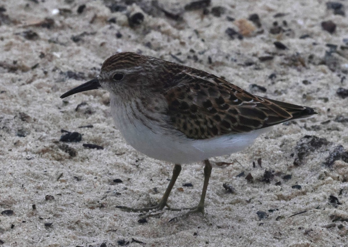 pygmésnipe - ML644589326