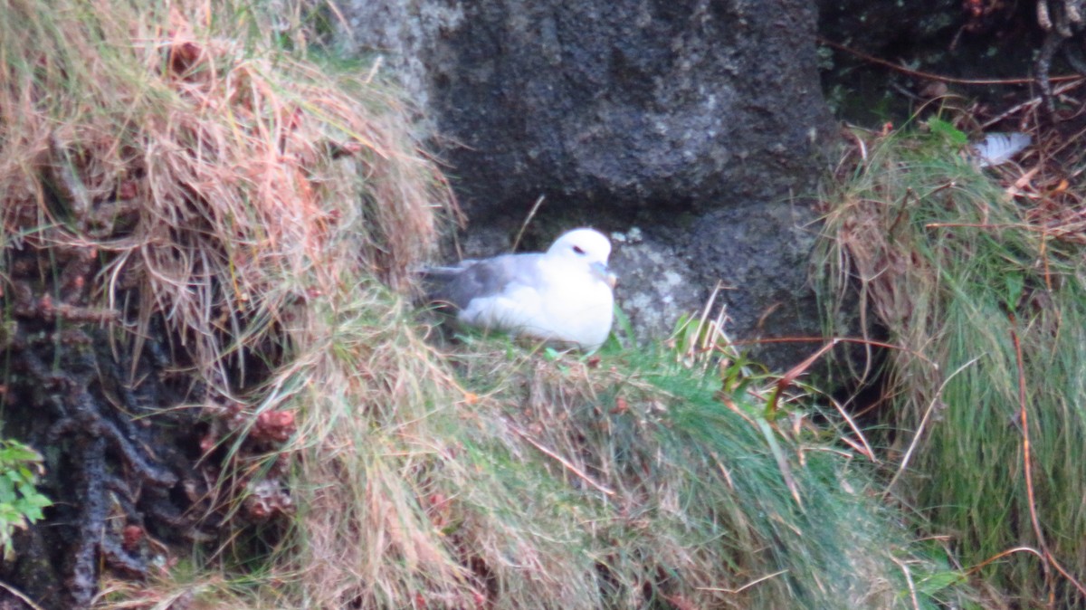 buřňák lední - ML644589329