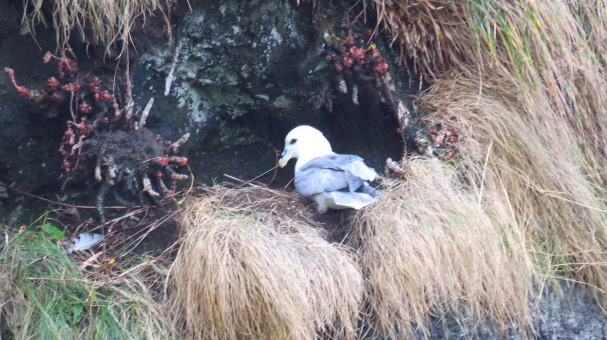 buřňák lední - ML644589330