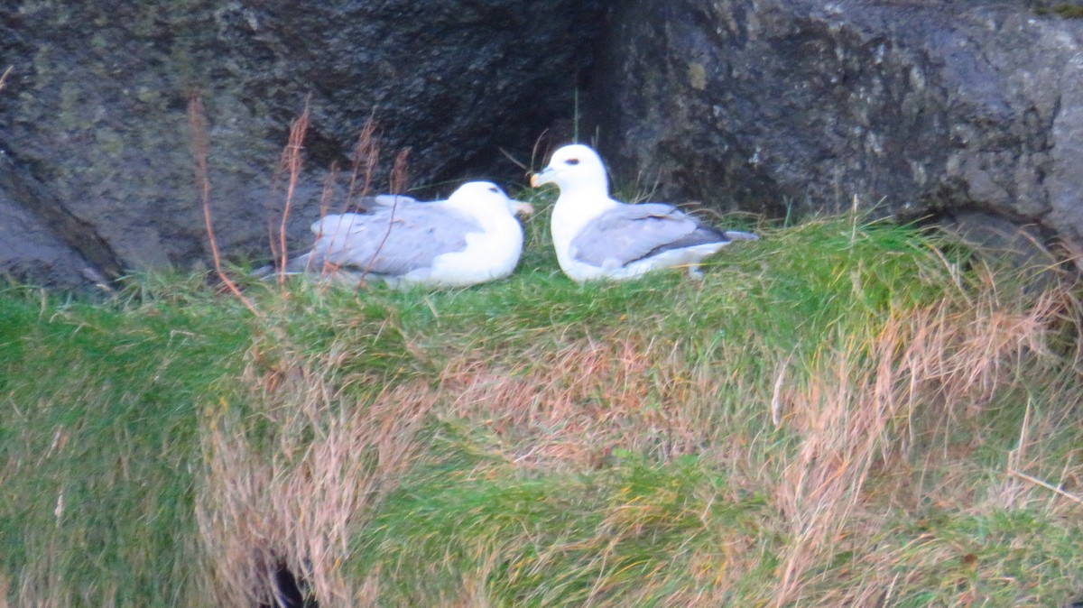 buřňák lední - ML644589331