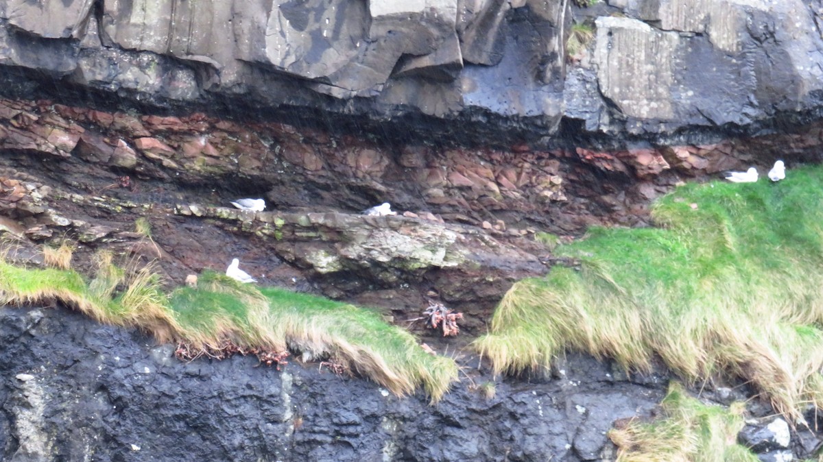 buřňák lední - ML644589332