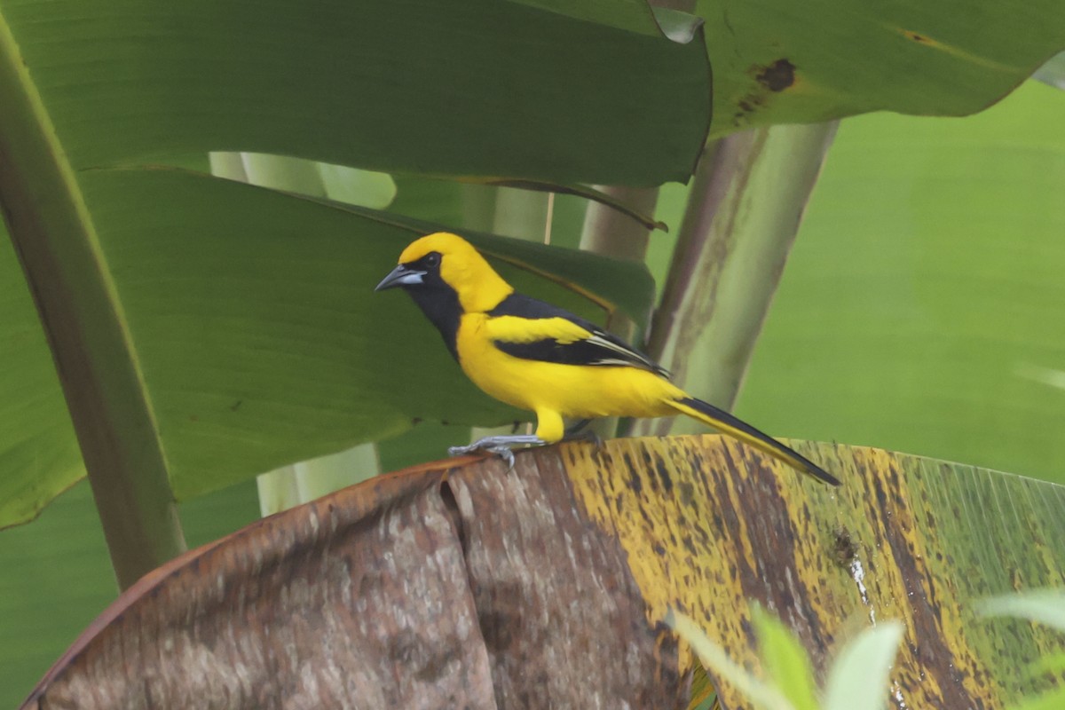 Sarı Kuyruklu Turpiyal - ML644589333