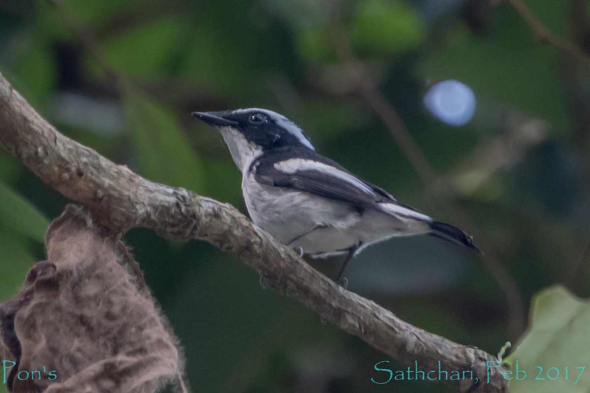 ハジロマユヒタキ - ML644589338