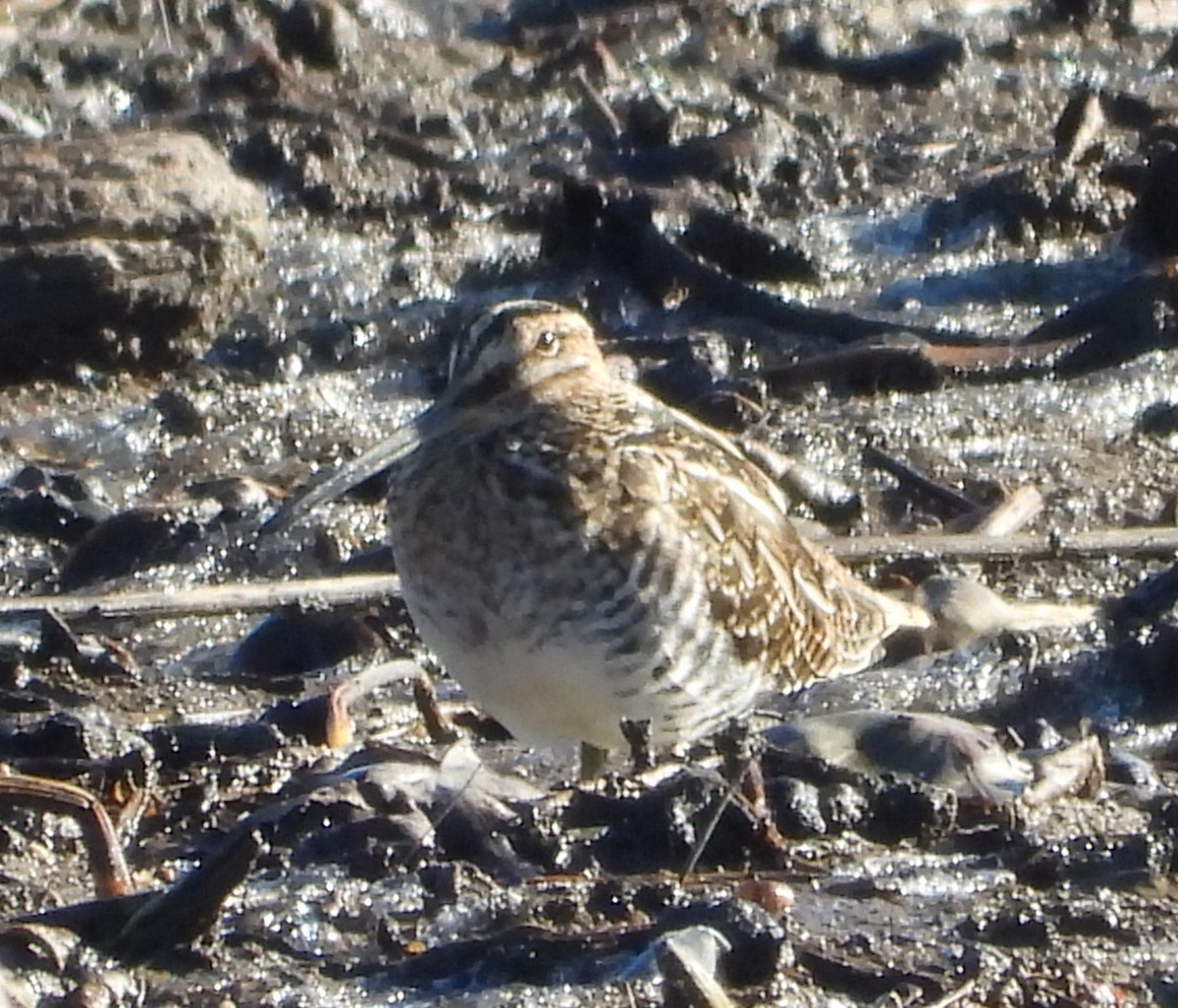 Wilson's Snipe - ML644589339